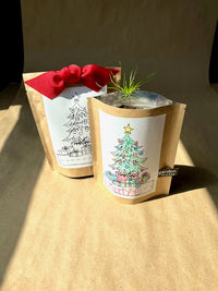 Potting Shed Creations Kids Christmas Tree Garden in a Bag