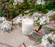 Indian Jasmine